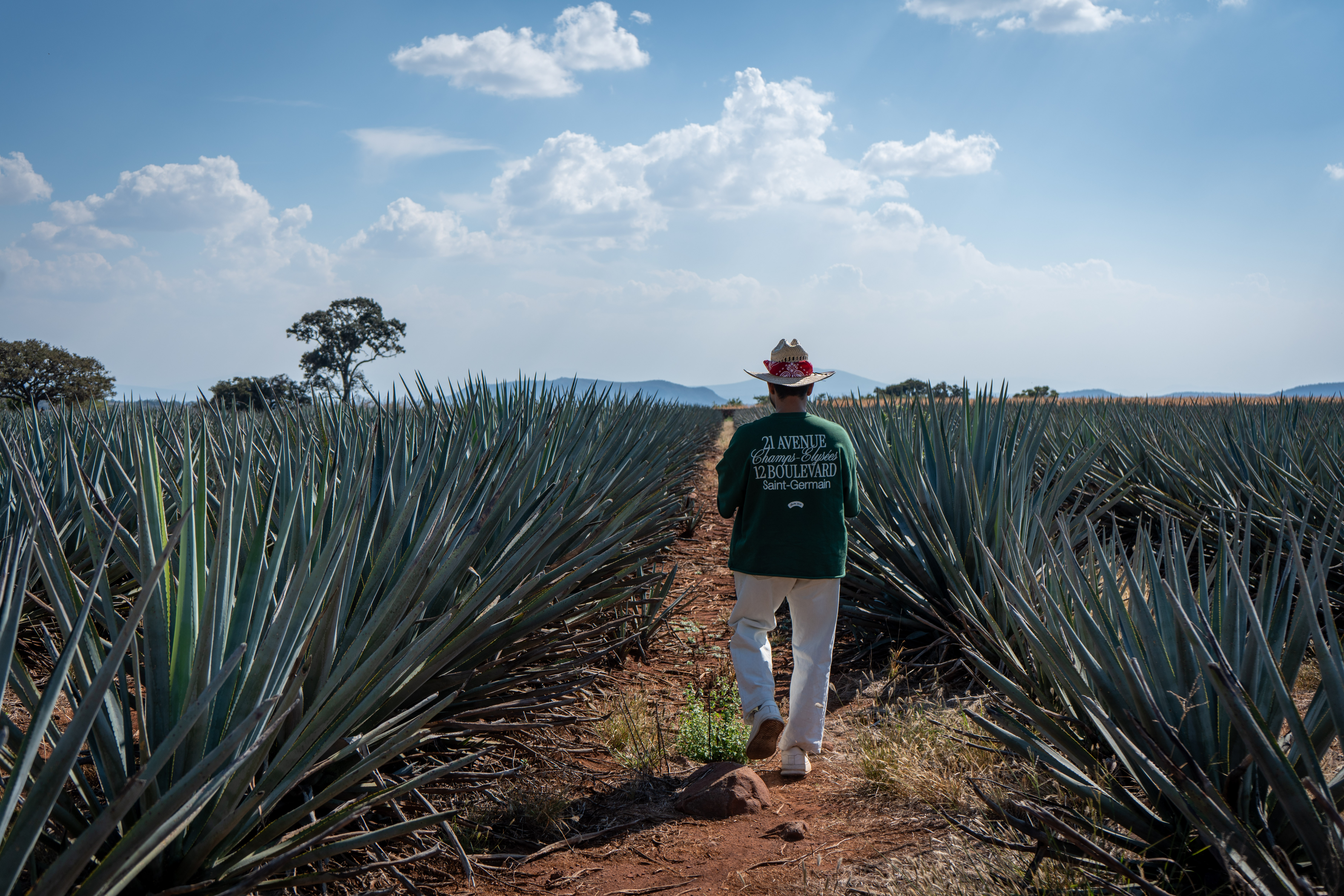 Agave fields stretching to the horizon in Jalisco